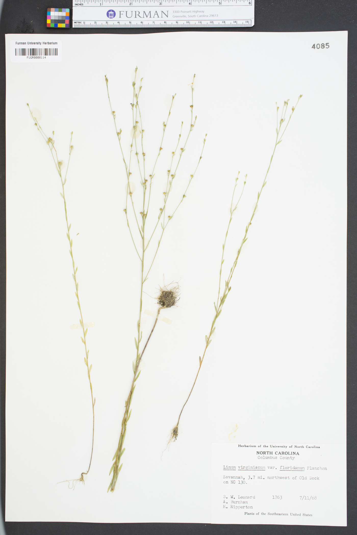 Linum virginianum image