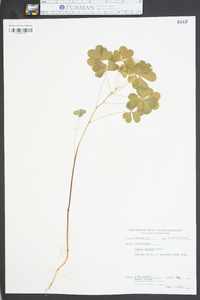 Oxalis grandis image