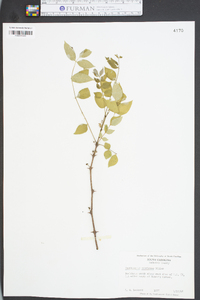 Zanthoxylum americanum image