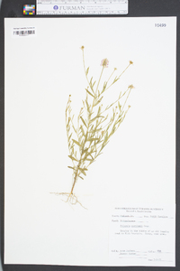 Polygala curtissii image