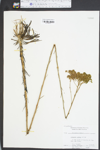 Polygala cymosa image