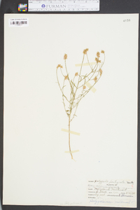 Polygala cruciata image