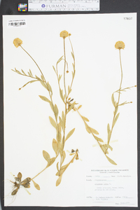 Polygala lutea image