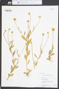 Polygala lutea image