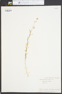 Polygala mariana image