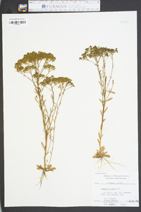 Polygala ramosa image