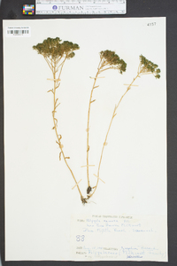 Polygala ramosa image