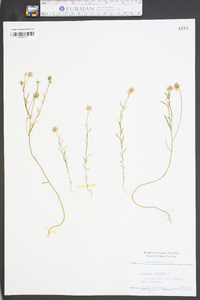 Polygala sanguinea image