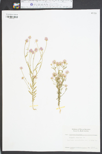 Polygala sanguinea image