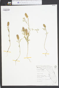 Polygala cruciata image