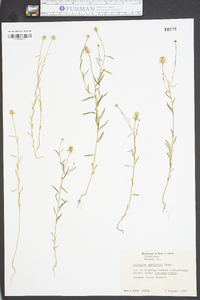 Polygala curtissii image