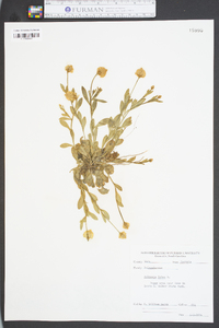 Polygala lutea image