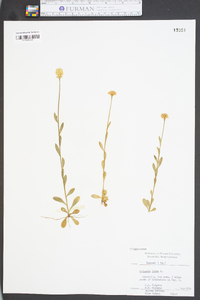 Polygala lutea image