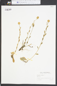 Polygala lutea image