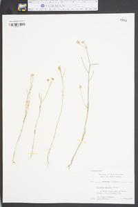 Polygala mariana image