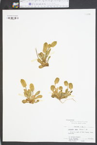 Polygala nana image