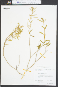 Croton linearis image