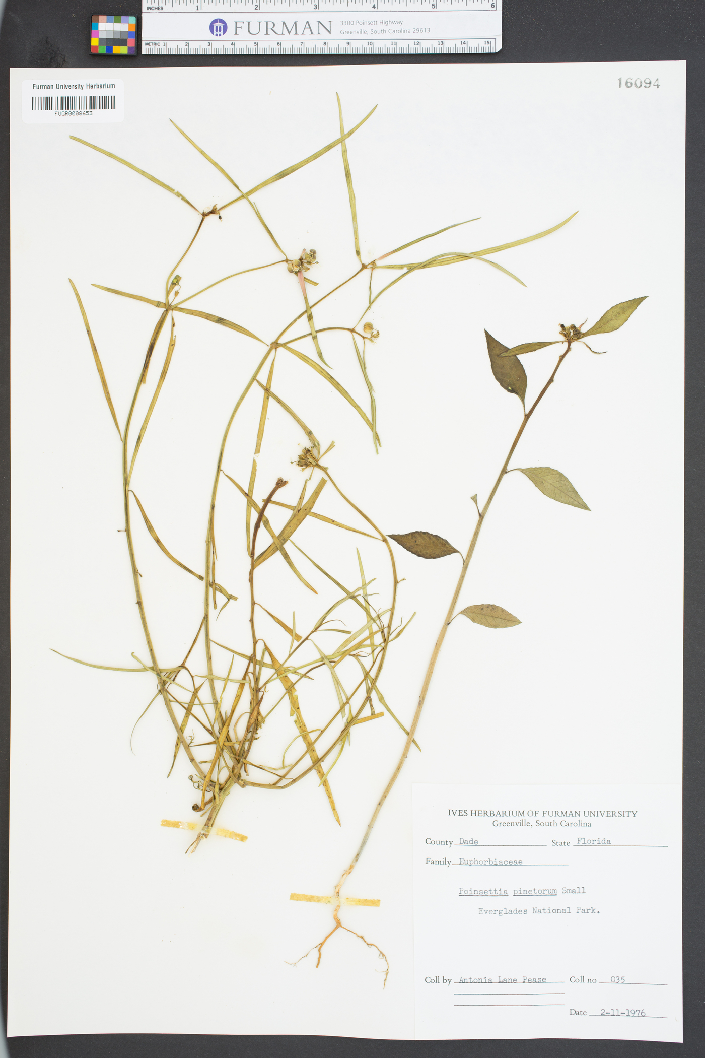 Poinsettia pinetorum image