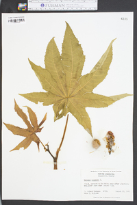 Ricinus communis image