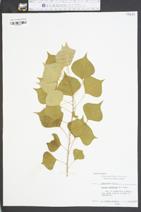 Sapium sebiferum image