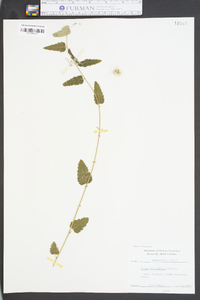 Tragia urticifolia image