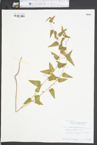 Tragia urticifolia image