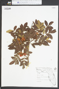 Schinus terebinthifolius image