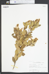 Cliftonia monophylla image