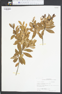 Cliftonia monophylla image