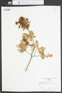 Cliftonia monophylla image