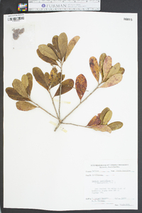 Cyrilla racemiflora image