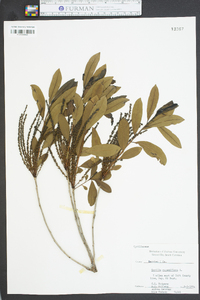 Cyrilla racemiflora image