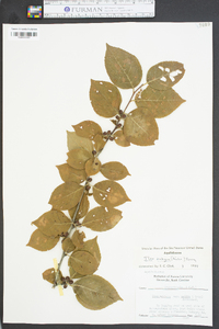 Ilex ambigua image