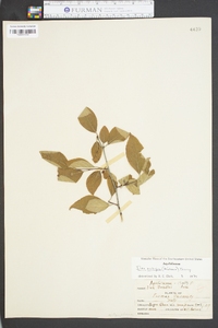 Ilex ambigua image