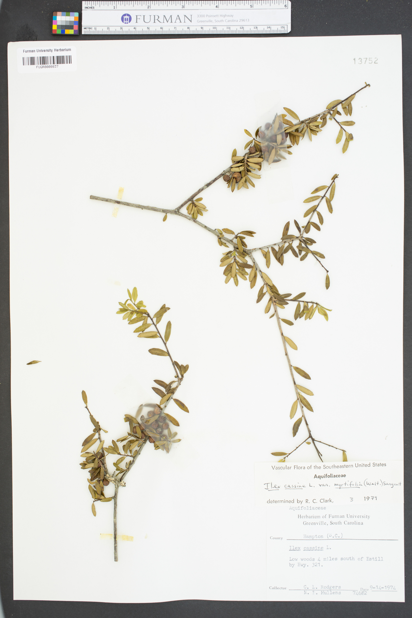Ilex cassine image