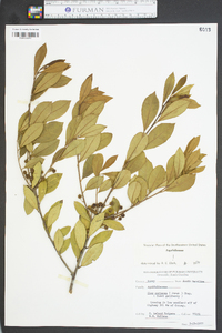 Ilex coriacea image