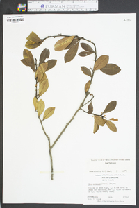 Ilex coriacea image