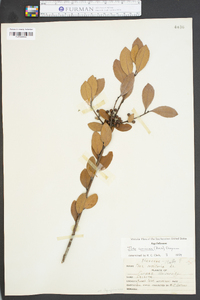 Ilex coriacea image