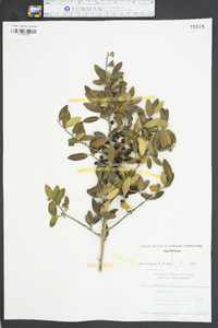 Ilex vomitoria image