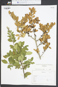 Ilex vomitoria image