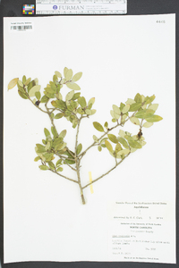 Ilex vomitoria image