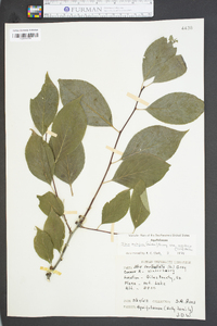 Ilex ambigua image