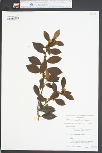 Ilex coriacea image