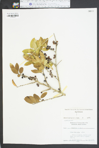 Ilex vomitoria image