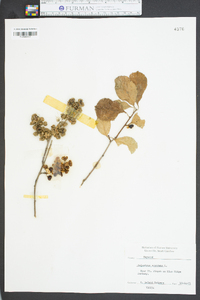 Celastrus scandens image