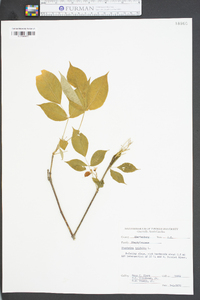 Staphylea trifolia image