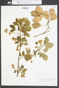 Staphylea trifolia image