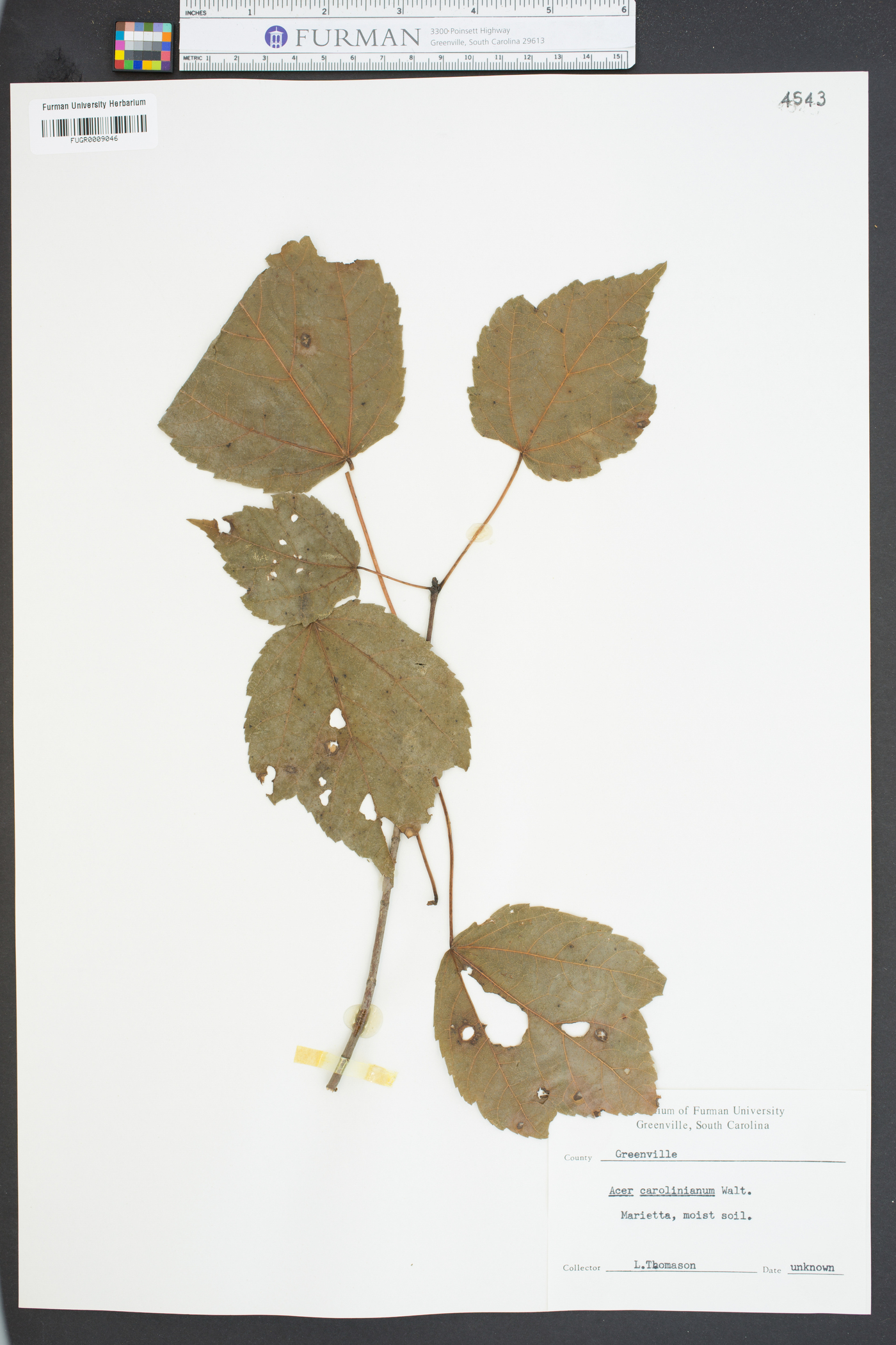 Acer carolinianum image