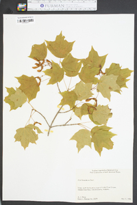 Acer leucoderme image