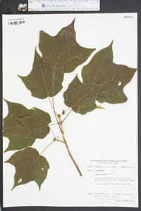 Acer nigrum image